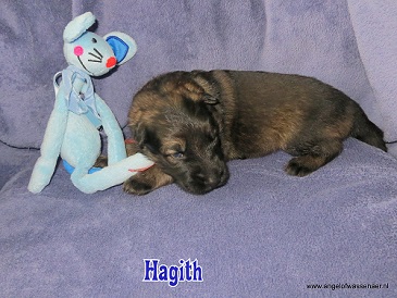 Hagith, grauwe Oudduitse Herder reu van 2 weken oud